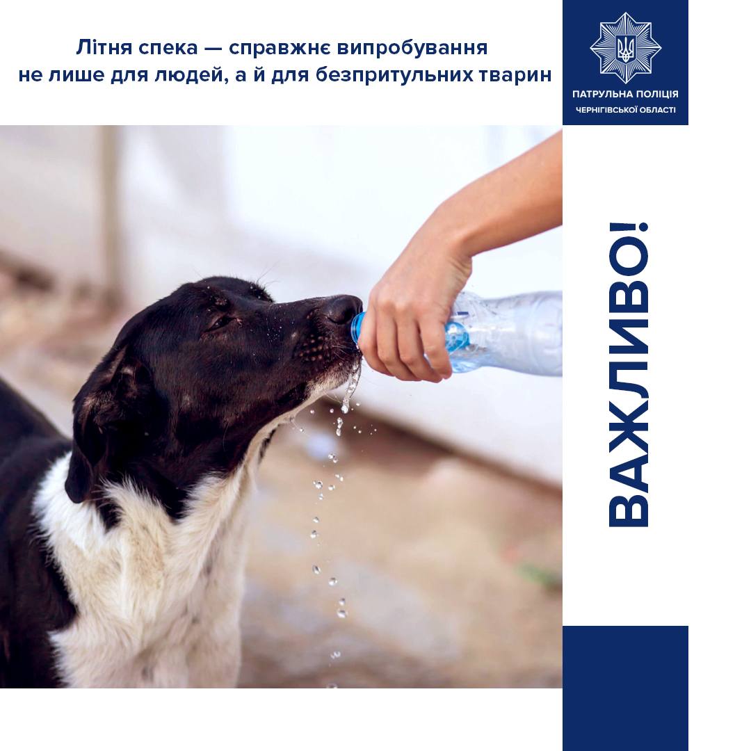 Заклик допомогти безпритульним тваринам у спеку